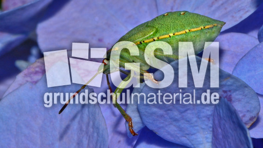 Grüne Stinkwanze_6.jpg